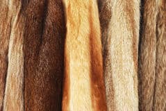 fur-coats-22350195