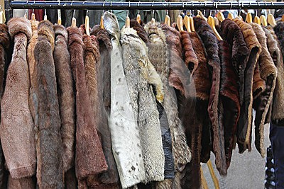 fur-coats-various-animal-hangers-42171314
