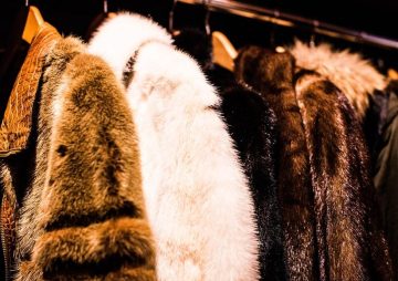 Fur Care Tips & Tricks for Off-Season